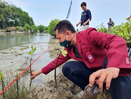 Prodi Keamanan Maritim (KM) Unhan RI Melakukan Penanaman Mangrove Desa Ambulu Cirebon